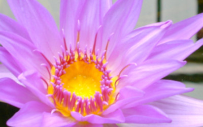 clavis News_Fiori_Image